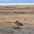 Отзыв о Турагентство Сафари Занзибари: Давно мечтали и слетали в Африку.