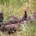 Отзыв о Турагентство Сафари Занзибари: Море впечатлений! Спасибо за грамотно подобранный тур