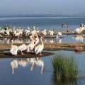 Накуру- непередаваемые эмоции