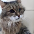 Живодерня Издевательство над животными