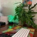Отзыв о Флаувау (Flowwow): Не знаю, чтобы делала без вас
