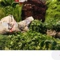 Отзыв о Foodrynok: Продукты с рынка