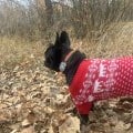Отзыв о Petsee – GPS-ошейники для собак и кошек: Маленький помогатор с которым на прогулках чувствуешь себя спокойнее