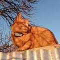 Больше не боюсь за своих рыжих