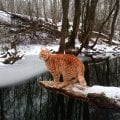 Отзыв о Petsee – GPS-ошейники для собак и кошек: Больше не боюсь за своих рыжих