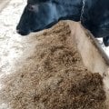 Отзыв о ООО СТАРТАФФ: Вот это все делают доярки ,плюс кормят и убирают у телят .А скотники посыпают опилками и скребут