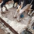 Отзыв о ООО СТАРТАФФ: Вот это все делают доярки ,плюс кормят и убирают у телят .А скотники посыпают опилками и скребут