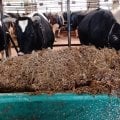 Вот это все делают доярки ,плюс кормят и убирают у телят .А скотники посыпают опилками и скребут