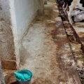 Вот это все делают доярки ,плюс кормят и убирают у телят .А скотники посыпают опилками и скребут