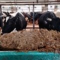 Вот это все делают доярки ,плюс кормят и убирают у телят .А скотники посыпают опилками и скребут