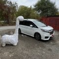 Отзыв о Компания по привозу автомобилей на заказ из Японии, Южной Кореи и Китая "Daauto": Очень солидный минивэн Хонда на привлекательных условиях